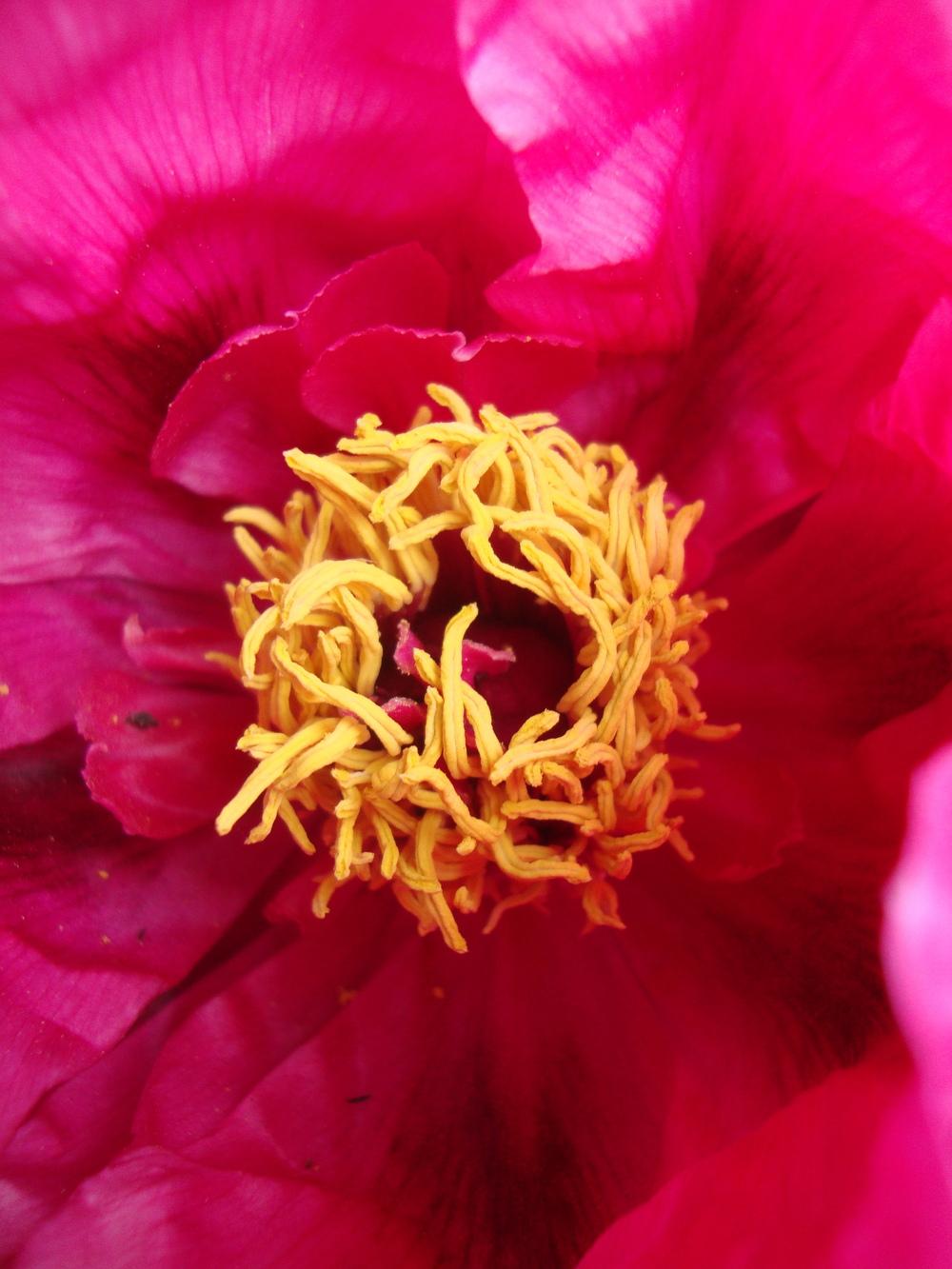 Photo of Peonies (Paeonia) uploaded by Paul2032