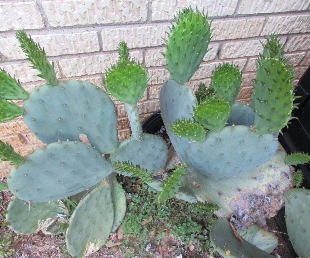 Photo of Prickly Pears (Opuntia) uploaded by SongofJoy