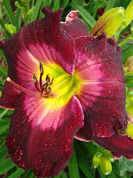 Photo of Daylily (Hemerocallis 'Love in a Vacuum') uploaded by chalyse