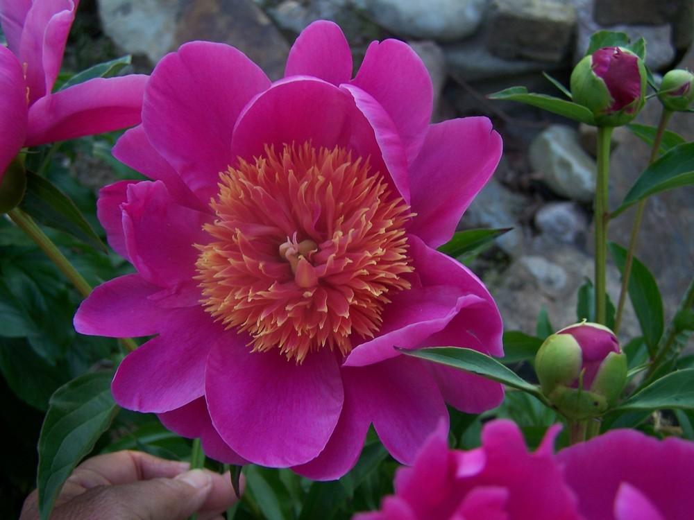 Photo of Peonies (Paeonia) uploaded by chickhill
