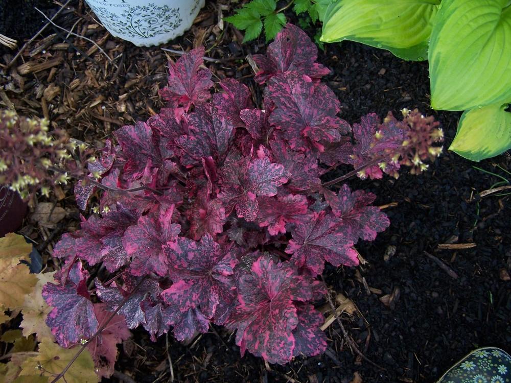 Photo of Coral Bells (Heuchera 'Midnight Rose') uploaded by chickhill