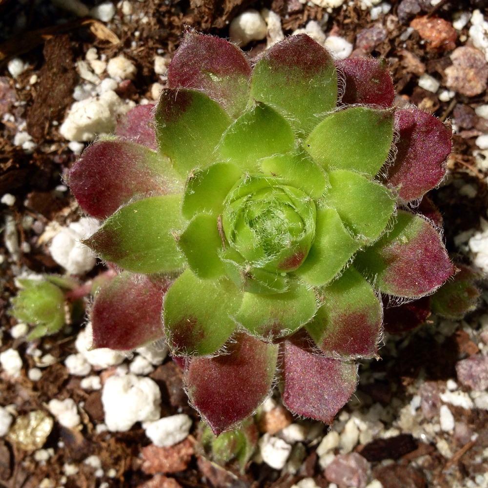 Photo of Hen and Chicks (Sempervivum 'Carnival') uploaded by clintbrown