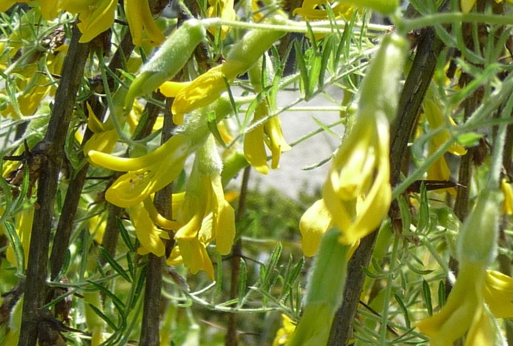 Photo of Weeping Pea Shrub (Caragana arborescens 'Walker') uploaded by gardengus