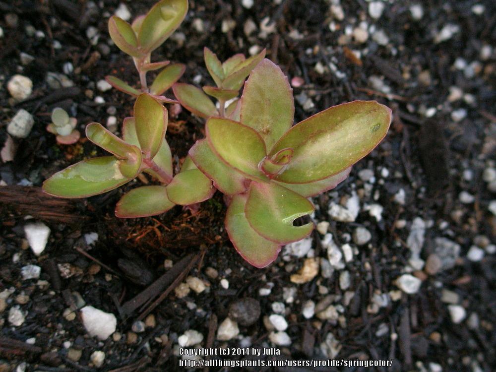 Photo of Stonecrop (Hylotelephium Party Hardy™  Beach Party) uploaded by springcolor