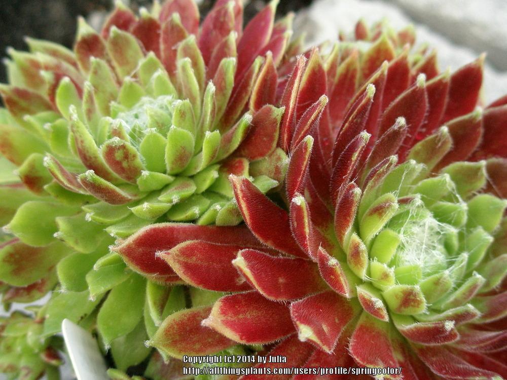 Photo of Hens and Chicks (Sempervivum 'Spangle') uploaded by springcolor