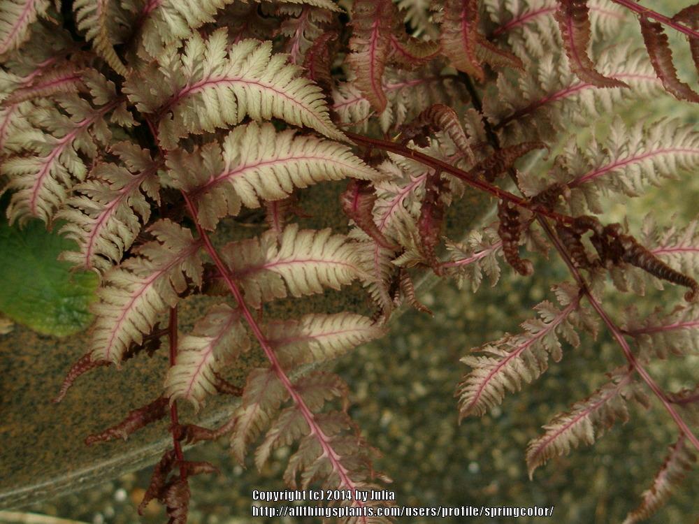 Photo of Japanese Painted Fern (Anisocampium niponicum 'Regal Red') uploaded by springcolor