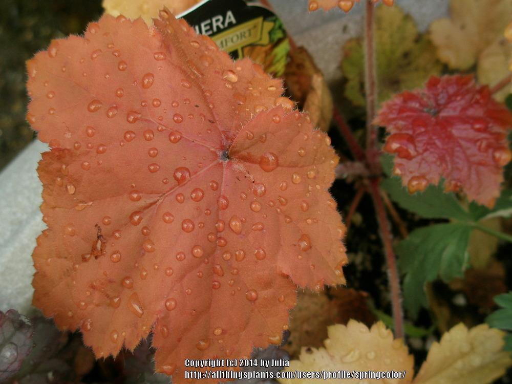 Photo of Coral Bells (Heuchera 'Southern Comfort') uploaded by springcolor