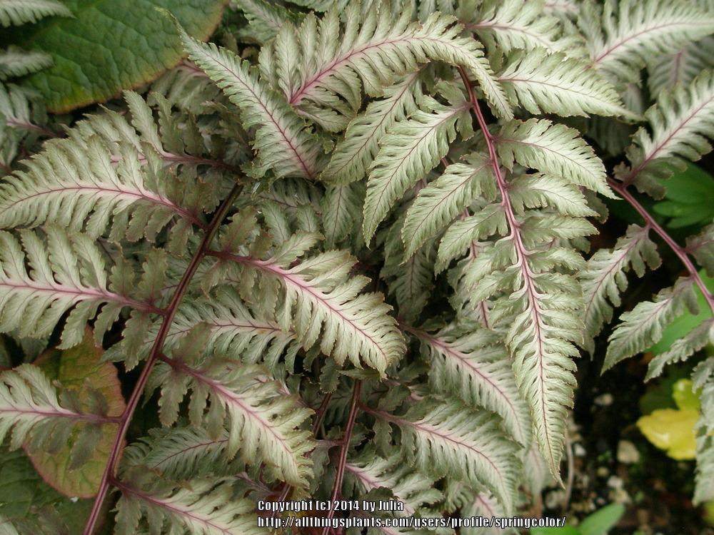 Photo of Japanese Painted Fern (Anisocampium niponicum 'Pewter Lace') uploaded by springcolor
