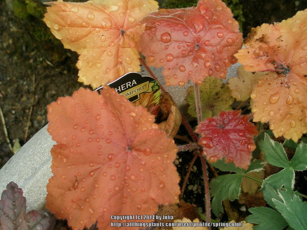 Photo of Coral Bells (Heuchera 'Southern Comfort') uploaded by springcolor