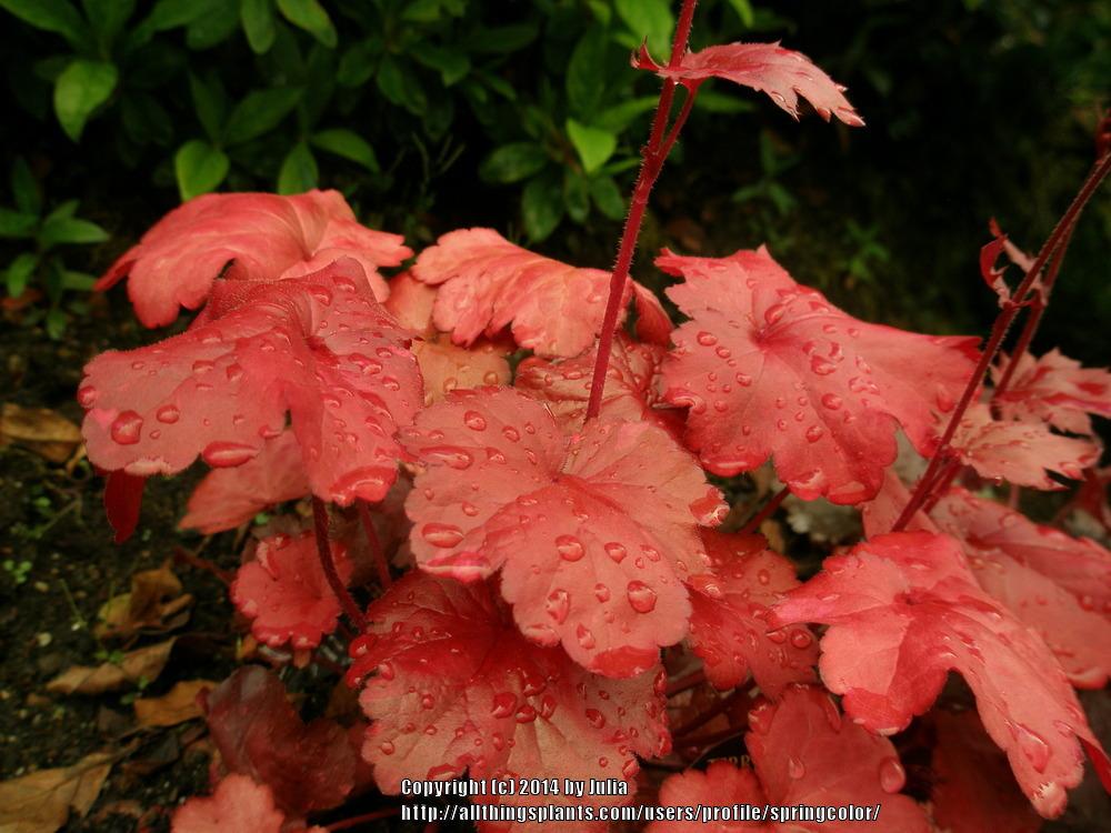 Photo of Coral Bells (Heuchera 'Galaxy') uploaded by springcolor