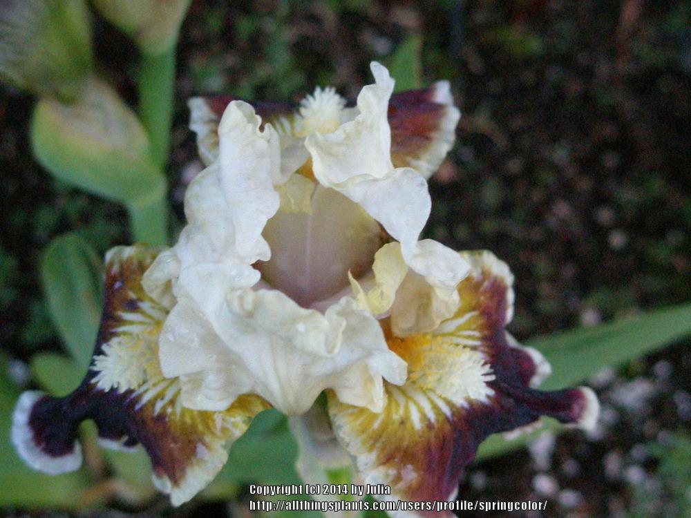Photo of Standard Dwarf Bearded Iris (Iris 'Nine Lives') uploaded by springcolor