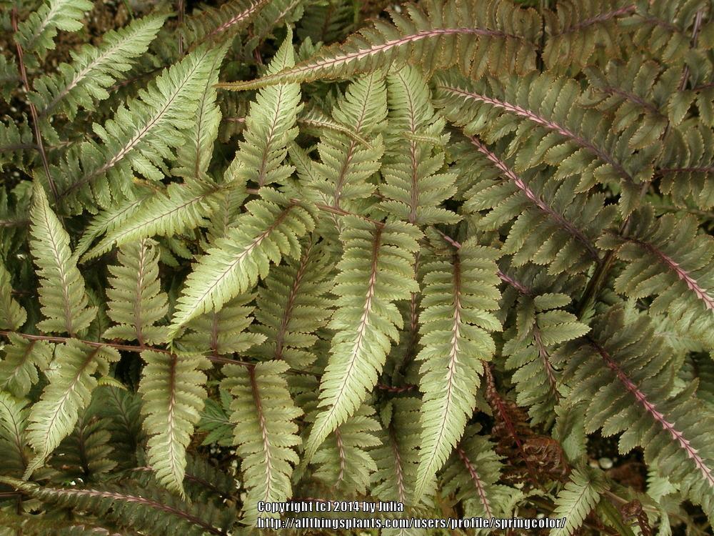 Photo of Japanese Painted Fern (Anisocampium niponicum) uploaded by springcolor