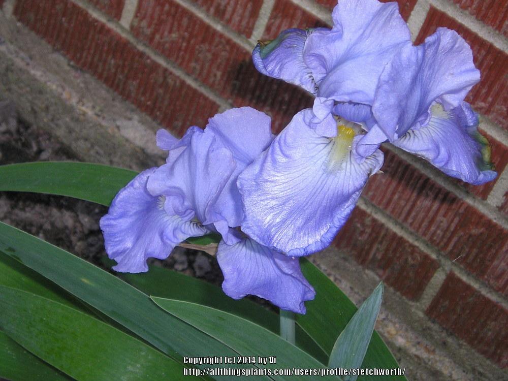 Photo of Tall Bearded Iris (Iris 'Blue Reflection') uploaded by stetchworth