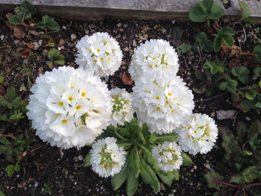 Photo of Drumstick Primrose (Primula denticulata) uploaded by Cantillon