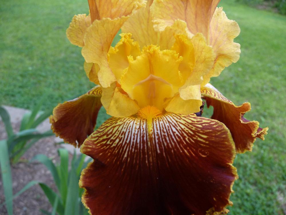 Photo of Tall Bearded Iris (Iris 'Michigan Pride') uploaded by Lestv
