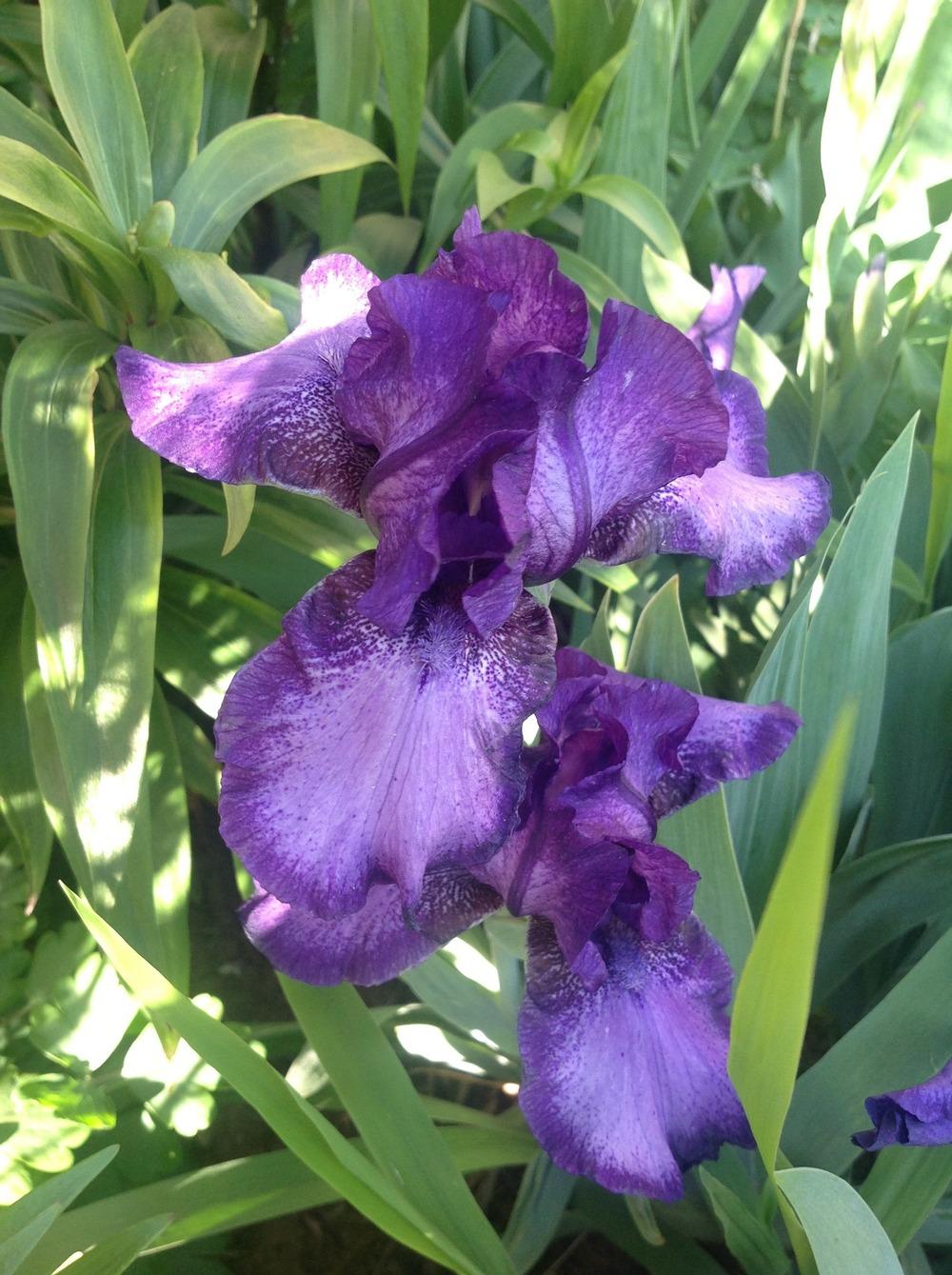 Photo of Intermediate Bearded Iris (Iris 'This and That') uploaded by Lilydaydreamer