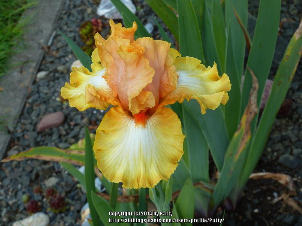 Photo of Tall Bearded Iris (Iris 'Chariots of Fire') uploaded by Patty