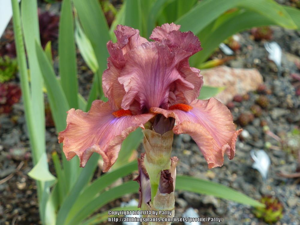 Photo of Tall Bearded Iris (Iris 'Copper Clouds') uploaded by Patty