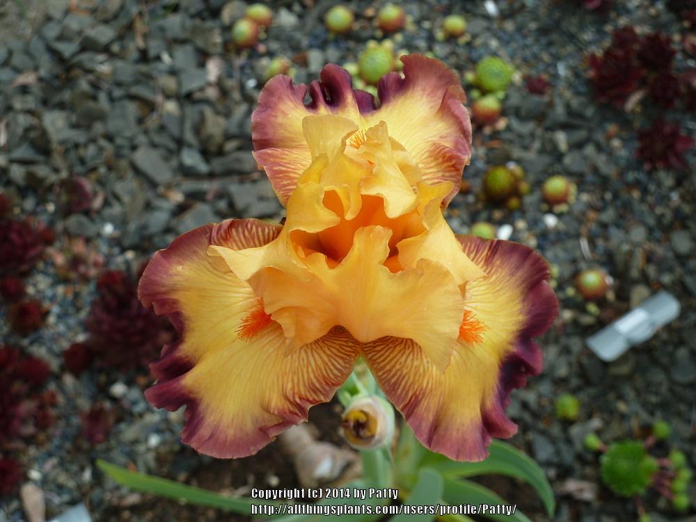 Photo of Tall Bearded Iris (Iris 'Ringtone') uploaded by Patty