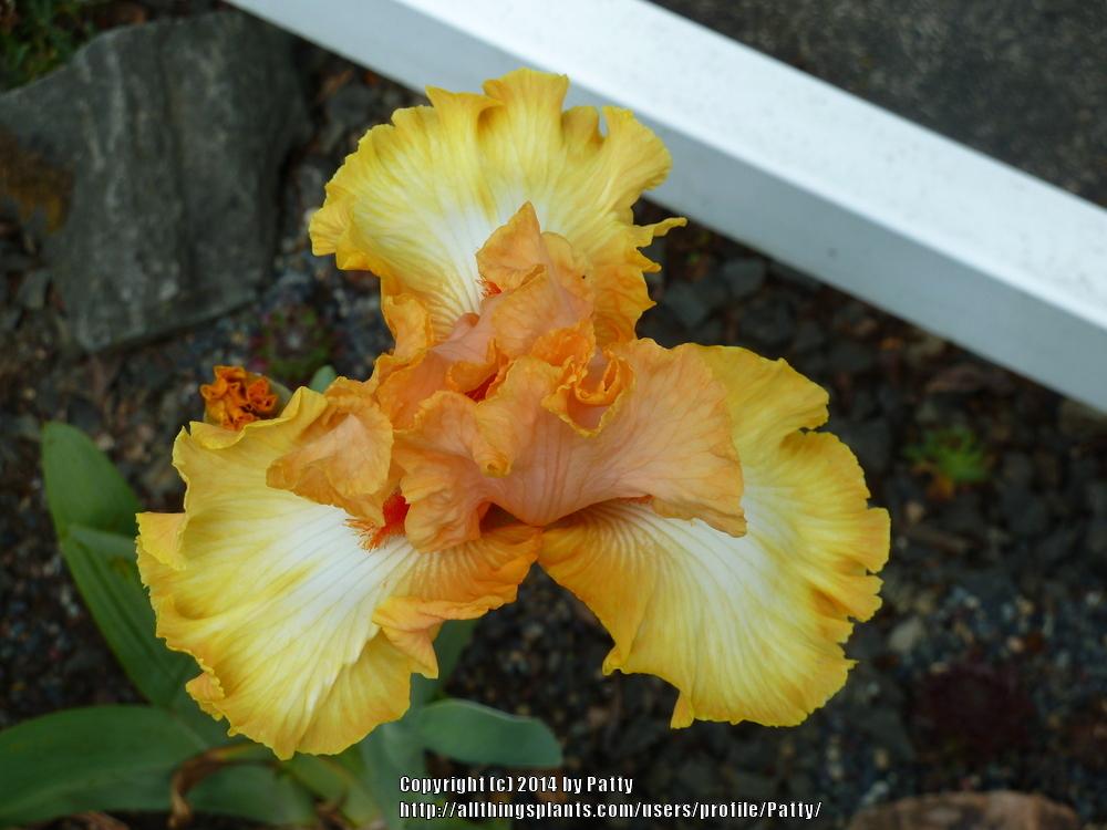 Photo of Tall Bearded Iris (Iris 'Chariots of Fire') uploaded by Patty