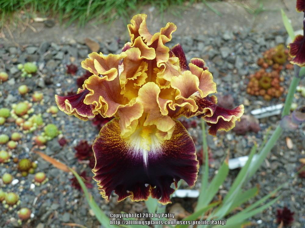 Photo of Tall Bearded Iris (Iris 'Volcanic Glow') uploaded by Patty