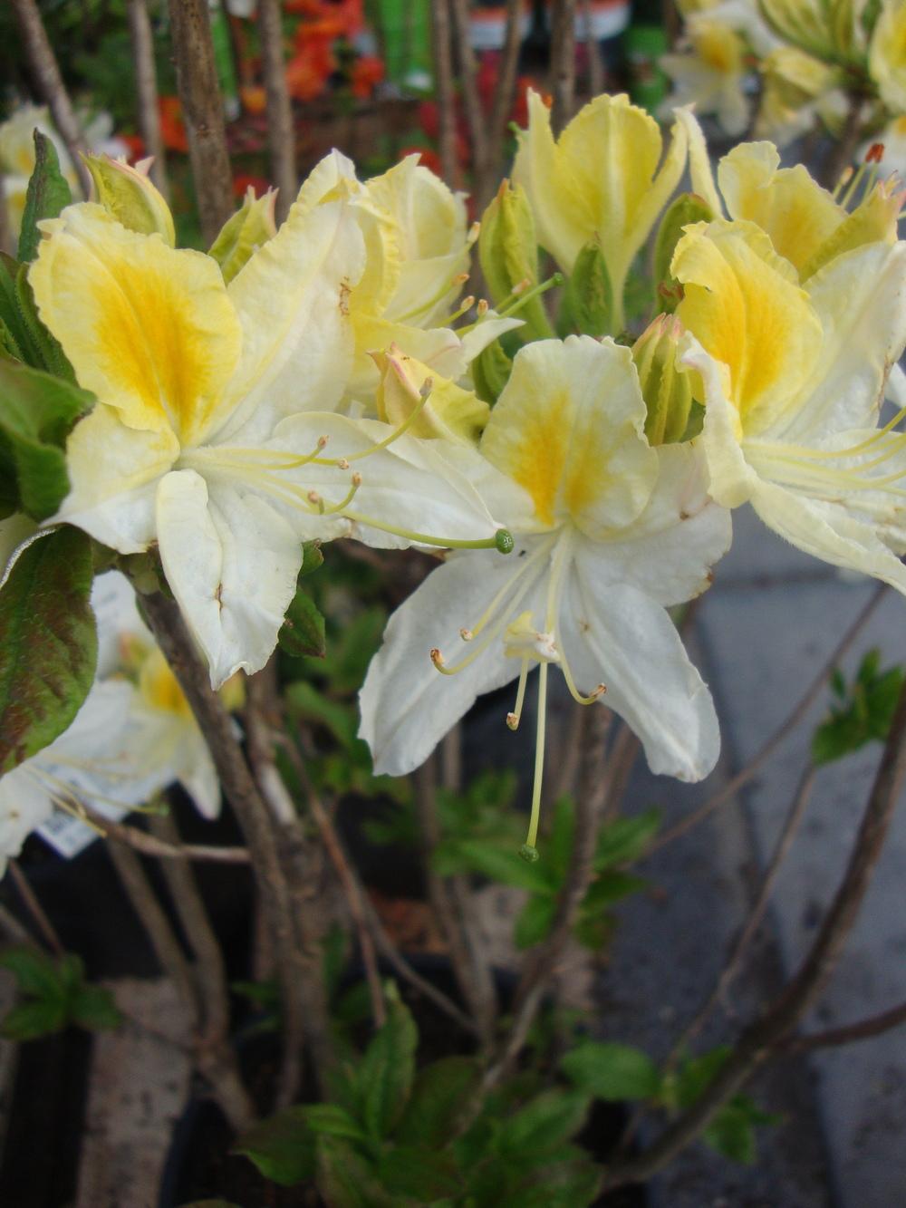 Photo of Azalea (Rhododendron 'Northern Hi-lights') uploaded by Paul2032