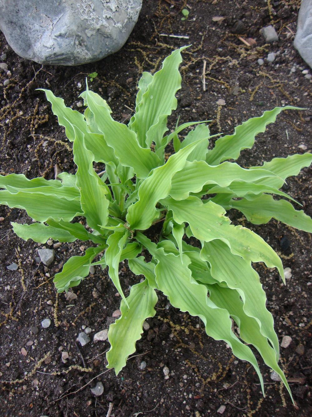 Photo of Hosta 'Curly Fries' uploaded by Paul2032