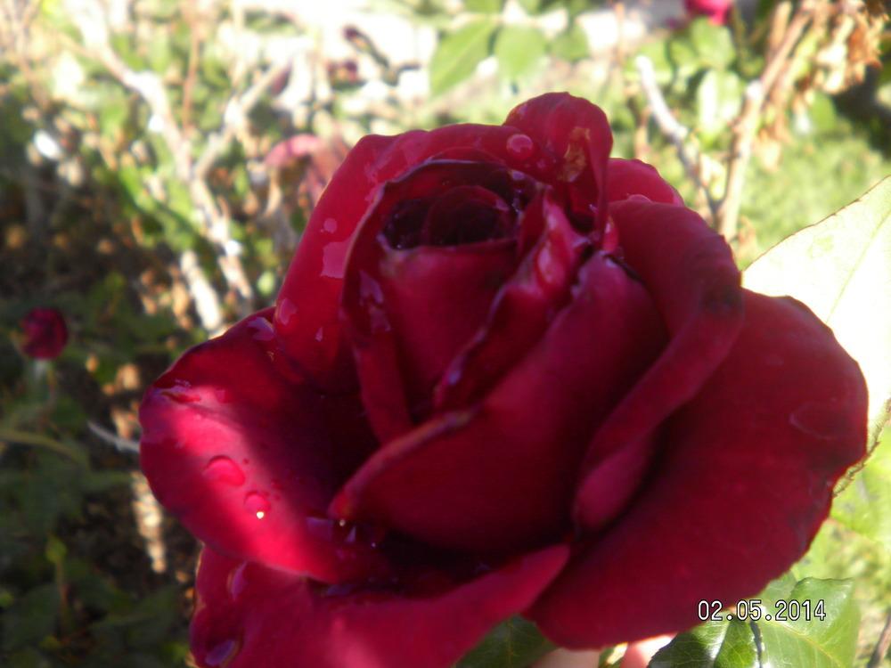 Photo of Rose (Rosa 'Black Magic') uploaded by abigail