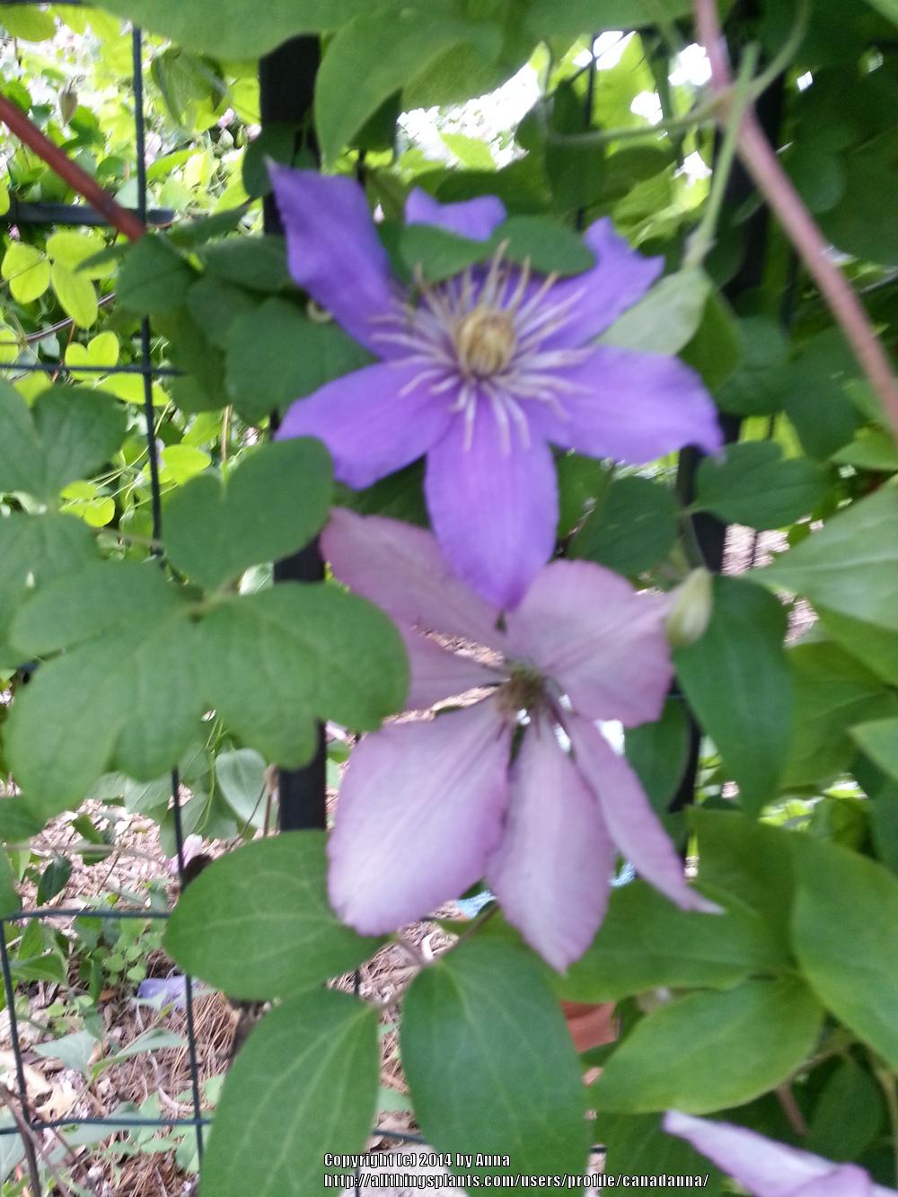 Photo of Clematis (Clematis viticella 'Justa') uploaded by canadanna