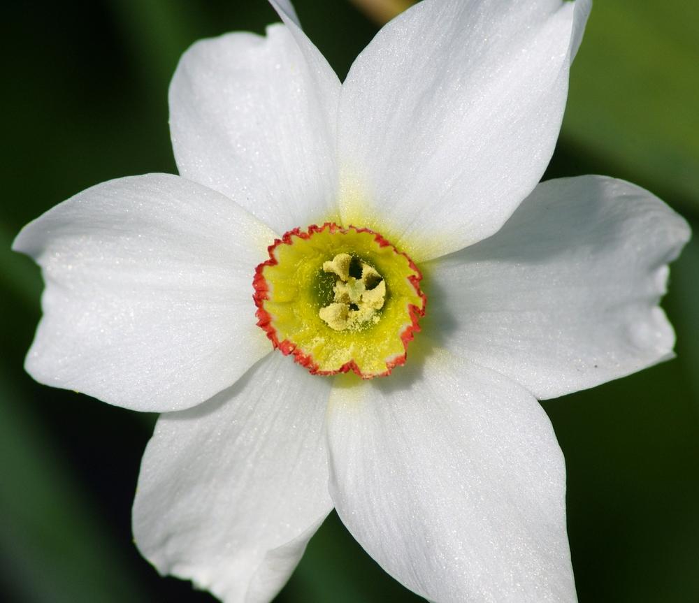 Photo of Species Daffodil (Narcissus poeticus subsp. poeticus) uploaded by dirtdorphins