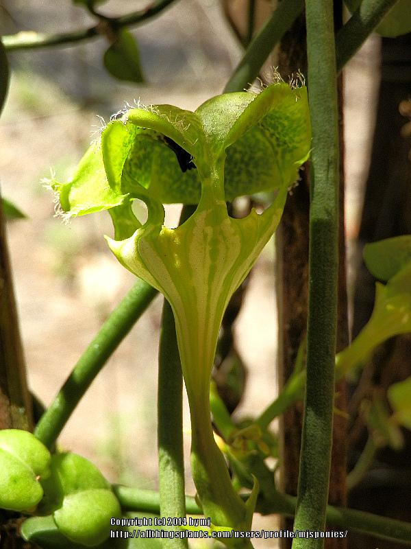 Photo of Parachute Plant (Ceropegia sandersonii) uploaded by mjsponies