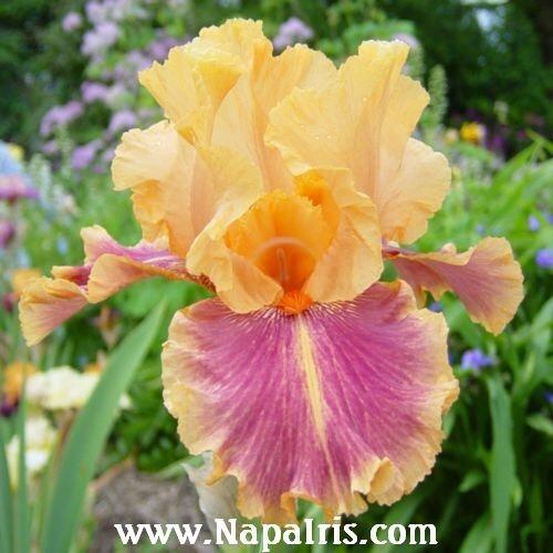 Photo of Tall Bearded Iris (Iris 'Aardvark Lark') uploaded by Calif_Sue