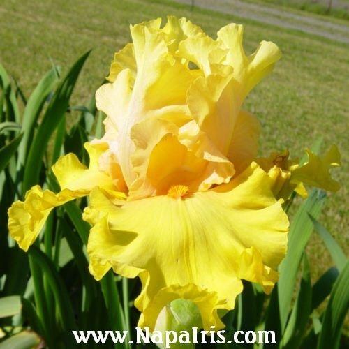 Photo of Tall Bearded Iris (Iris 'Abbondanza') uploaded by Calif_Sue