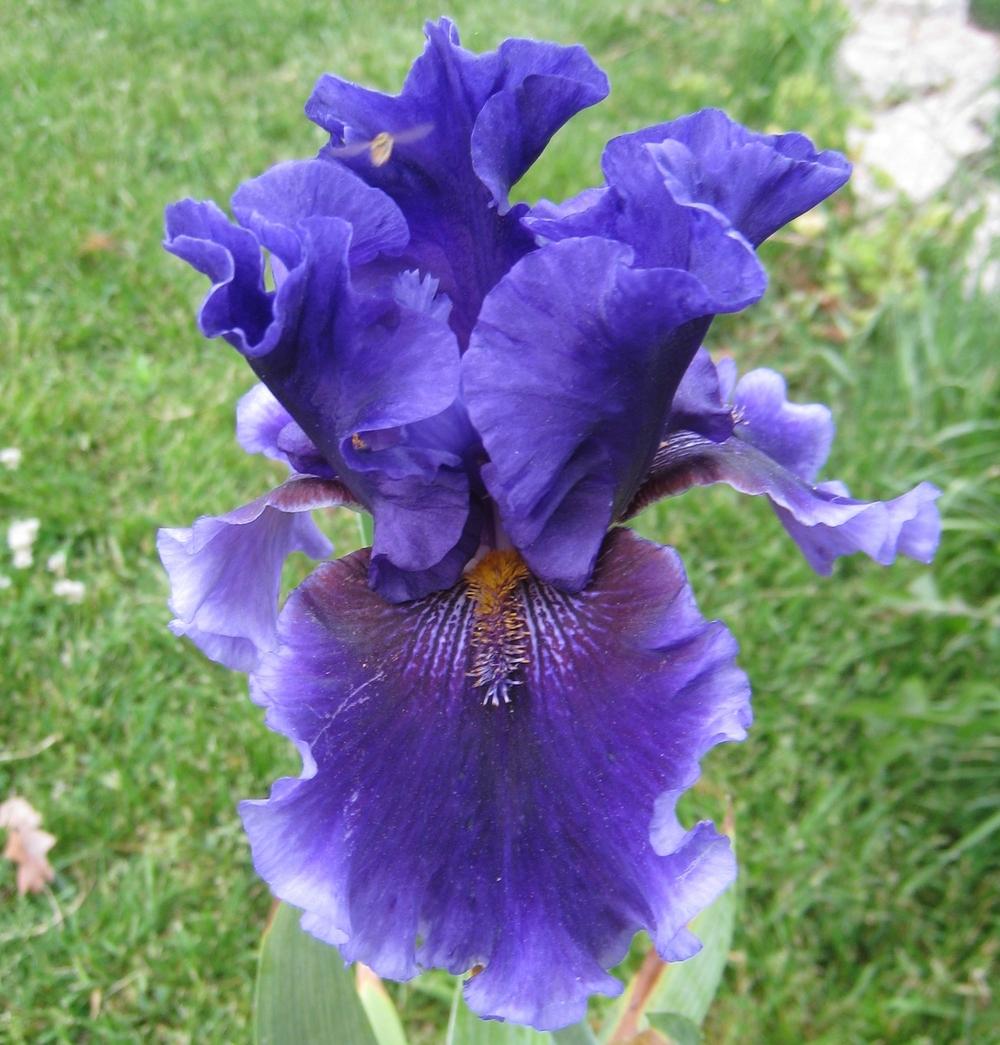 Photo of Tall Bearded Iris (Iris 'Deep Dark Secret') uploaded by Dodecatheon3