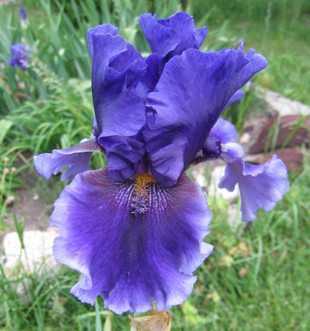 Photo of Tall Bearded Iris (Iris 'Deep Dark Secret') uploaded by Dodecatheon3