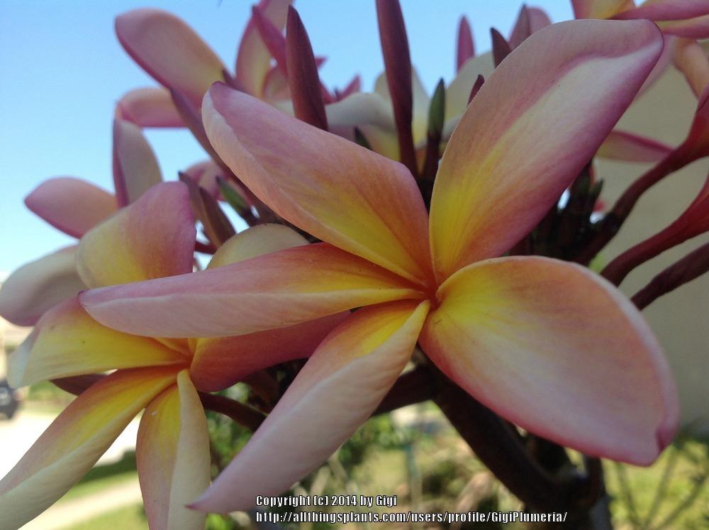 Photo of Plumeria (Plumeria rubra 'Barbados Showgirl') uploaded by GigiPlumeria