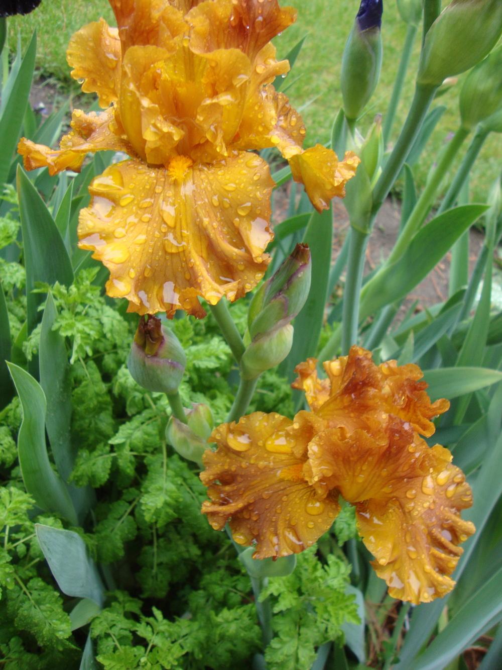 Photo of Tall Bearded Iris (Iris 'Golden Panther') uploaded by Paul2032