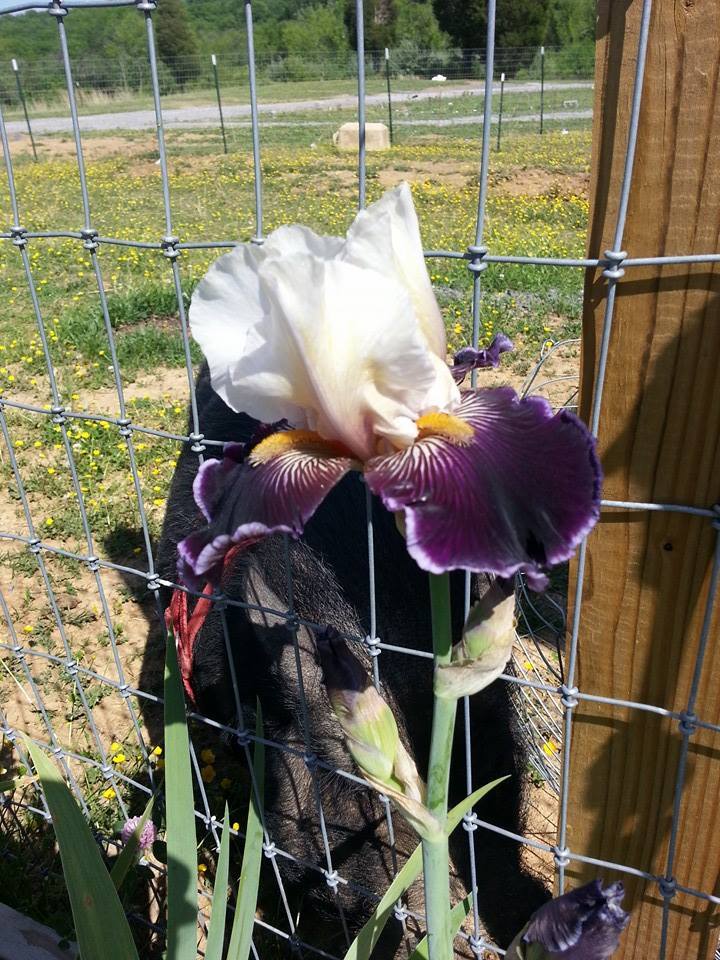 Photo of Tall Bearded Iris (Iris 'Wild Vision') uploaded by TammyB