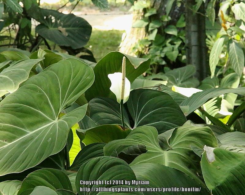 Photo of Philodendron (Philodendron gloriosum) uploaded by bonitin