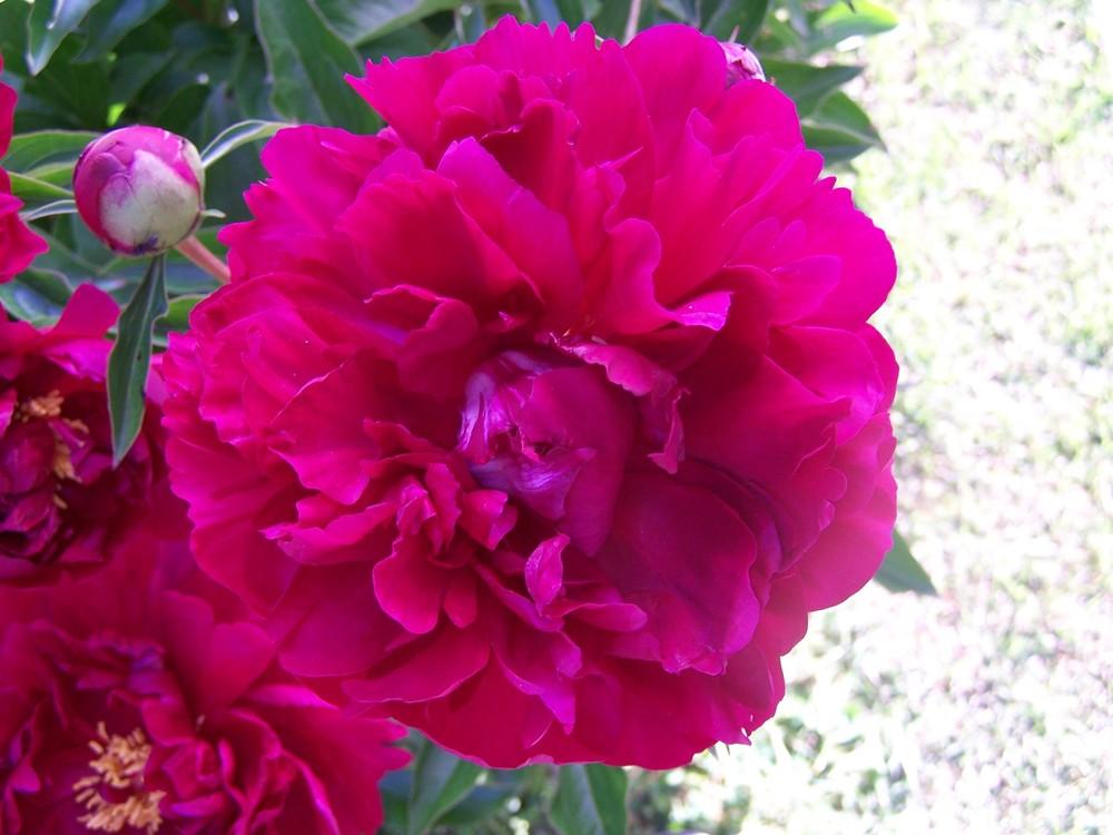 Photo of Peony (Paeonia 'Red Charm') uploaded by chickhill