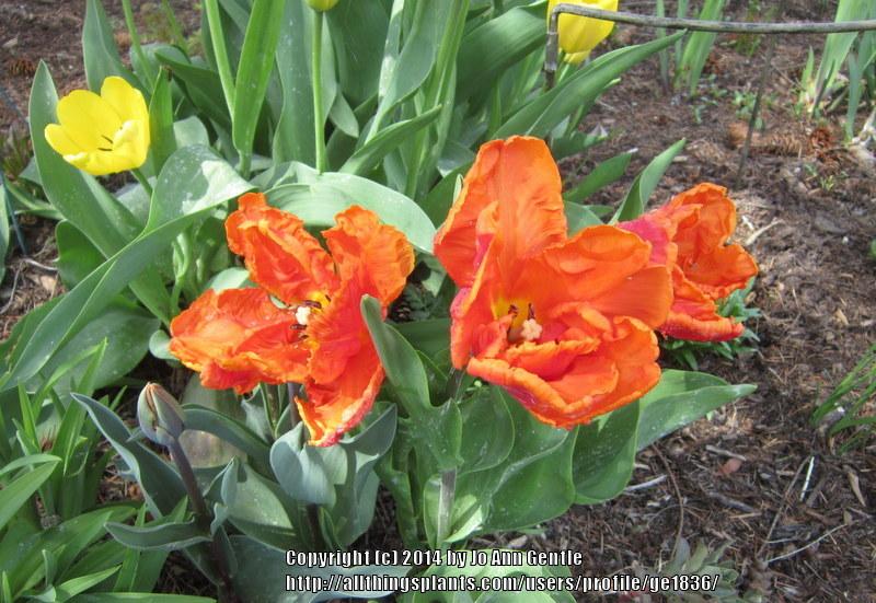 Photo of Parrot Tulip (Tulipa 'Bright Parrot') uploaded by ge1836