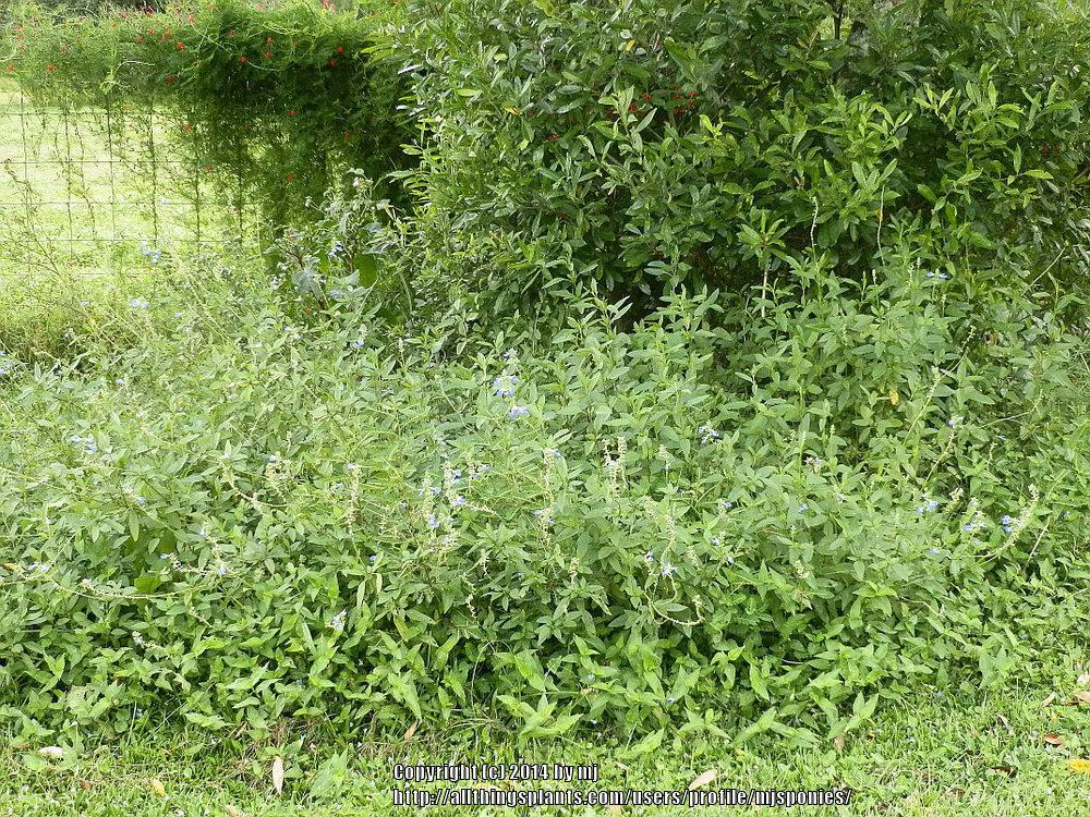 Photo of Bog Sage (Salvia uliginosa) uploaded by mjsponies