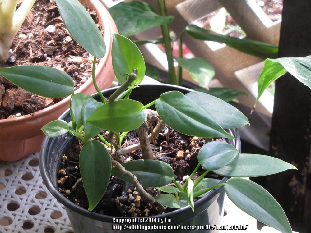 Photo of Philodendrons (Philodendron) uploaded by plantladylin