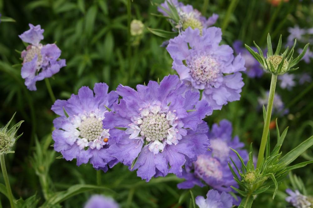 Photo of Pincushion Flower (Lomelosia caucasica 'Fama') uploaded by Calif_Sue