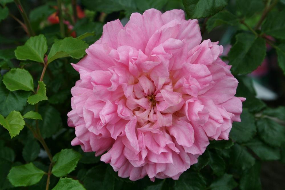 Photo of English Shrub Rose (Rosa 'Constance Spry') uploaded by Calif_Sue