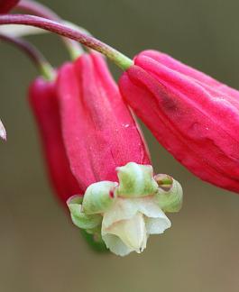 Photo of Firecracker Flower (Dichelostemma ida-maia) uploaded by Calif_Sue