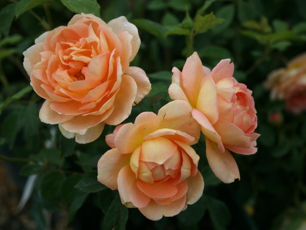 Photo of English Shrub Rose (Rosa 'Lady of Shalott') uploaded by Calif_Sue