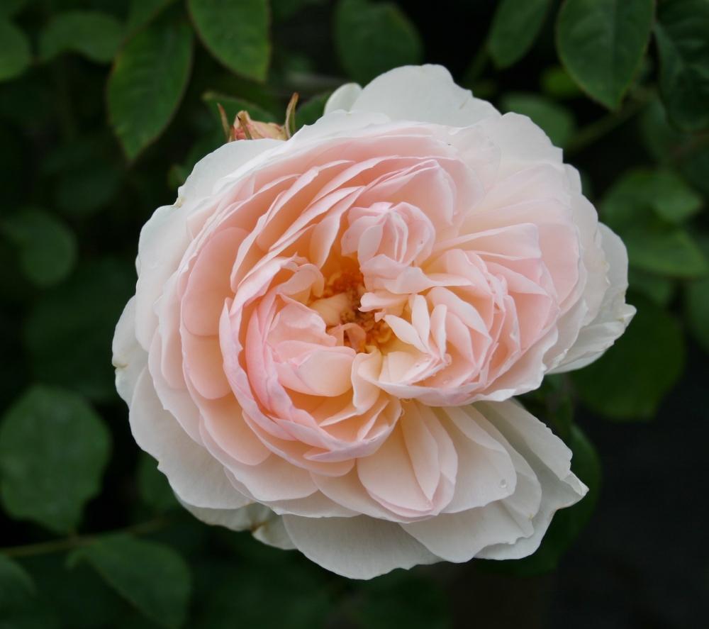Photo of Rose (Rosa 'Gentle Hermione') uploaded by Calif_Sue