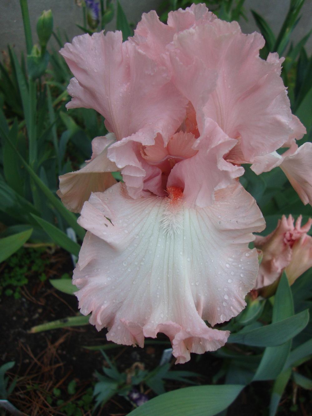 Photo of Tall Bearded Iris (Iris 'For Lovers Only') uploaded by Paul2032
