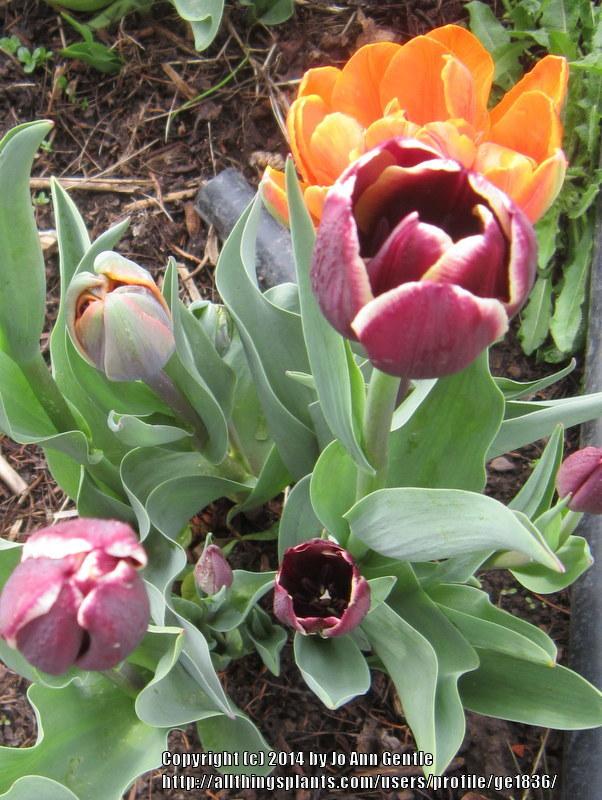 Photo of Triumph Tulip (Tulipa 'Jackpot') uploaded by ge1836